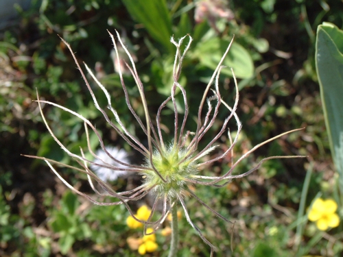 Infruttescenza di Pulsatilla
